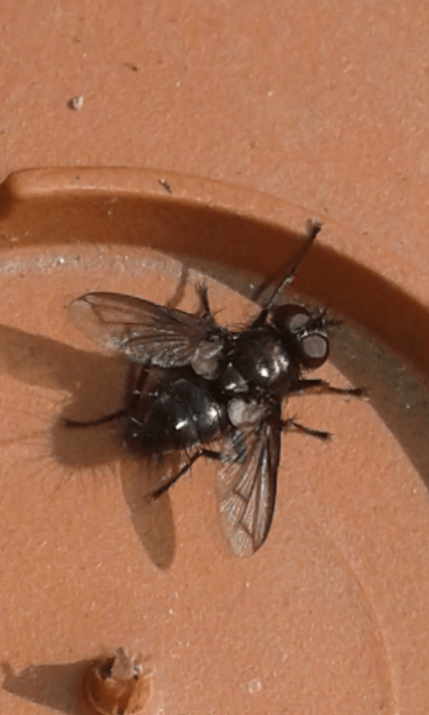 Tachinidae : Kirbya moerens?  S